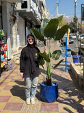 درختچه پرنده بهشتی پیمی با برگ لمسی و تنه پوستهای (در دو سایز ۱۸۰ و ۲۱۰ سانتیمتر)